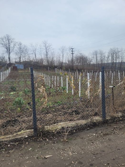 Vând loc de casă în localitatea Trușești la 30de kilometri de Botoșani