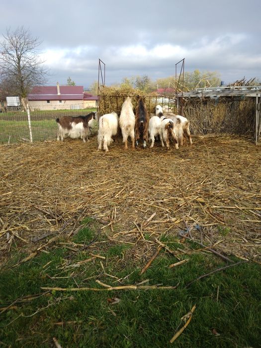 Vind capre sanen vind și iade și țapi