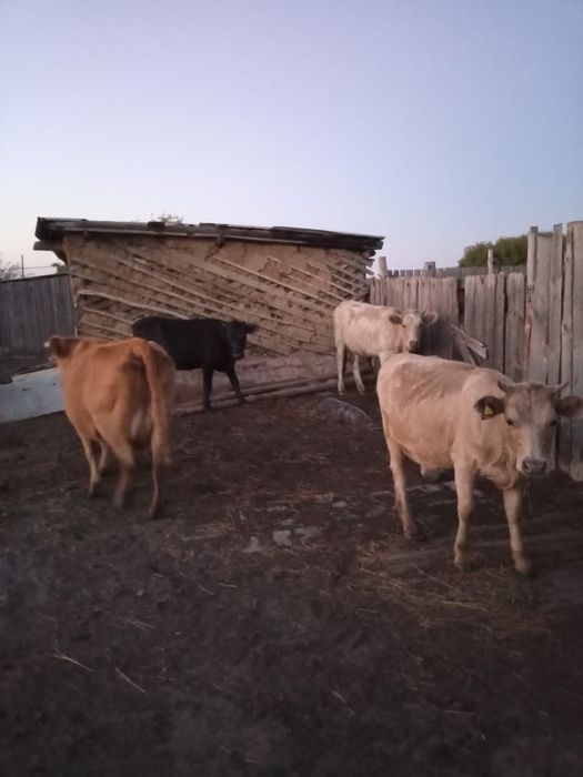 Продам коров ,бычки коровы,телята