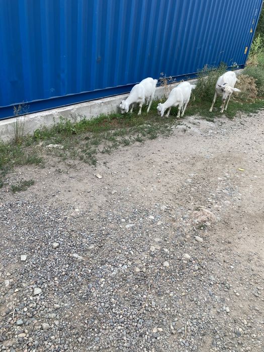 Продам двух козлят