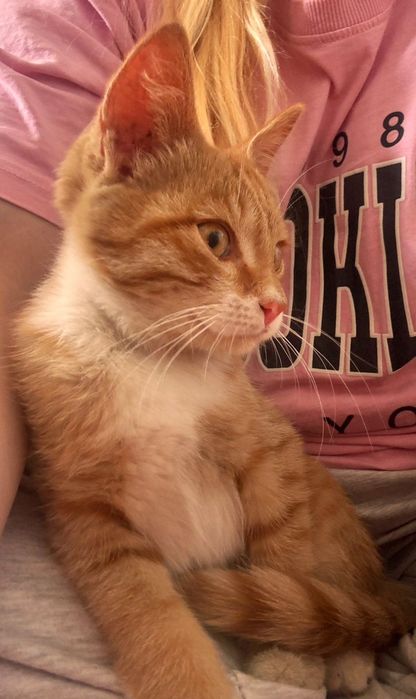 Отдам котёнка в добрые руки