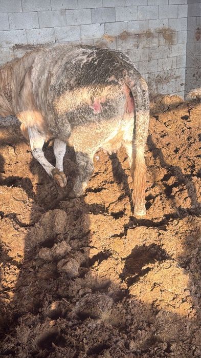 Телка, КРС, коровы