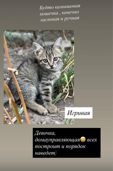 Котята в хорошие руки