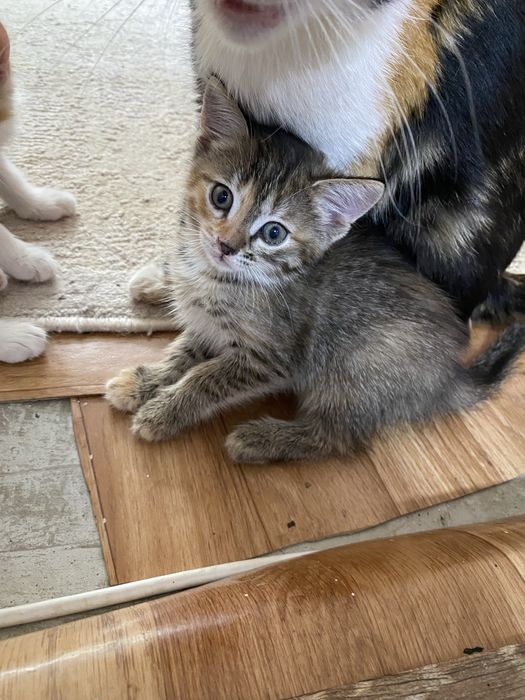 Отдам котят в добрые руки