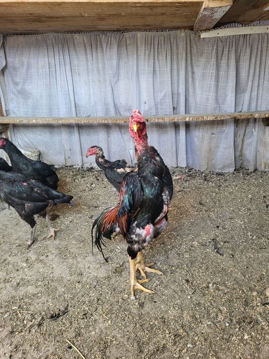 Сатамын дакан жумыртка 1000