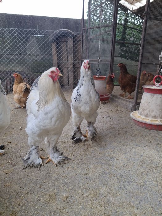 Vând 3 cocoși Brahma ,sau schimb cu puicuțe  Brahma!