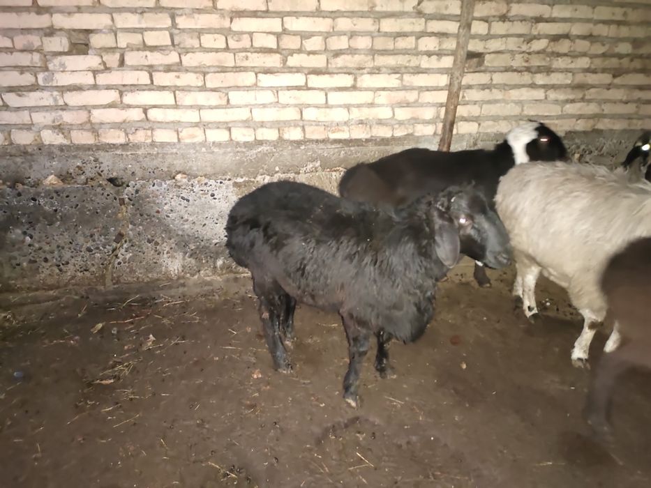 Ку́йлар сотилади