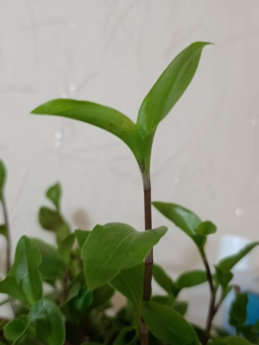 Комнатные растения цветы