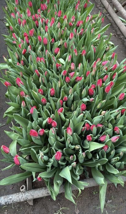 Шикарные тюльпаны в г. Шымкент