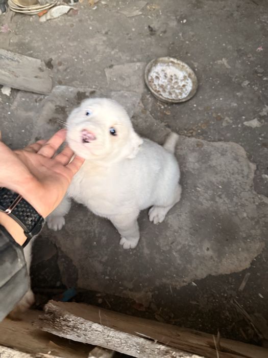 Күшік сатылады алабай