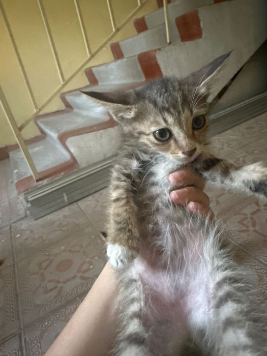 Отдам котят даром
