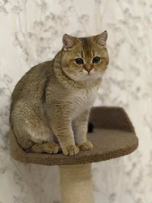 Вязка кот, британская шиншилла