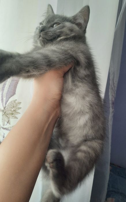 Scottish strayt 3 oylik