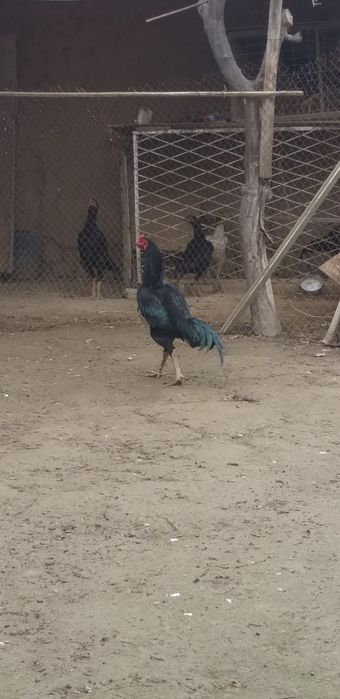 8 ойлик зоти таен шаму