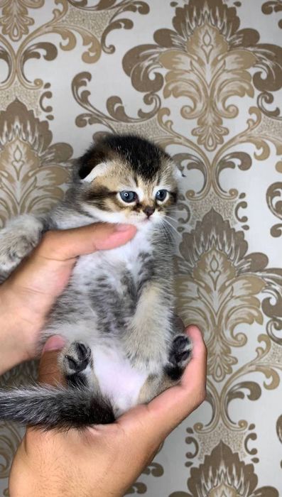 Катята ташкент ,