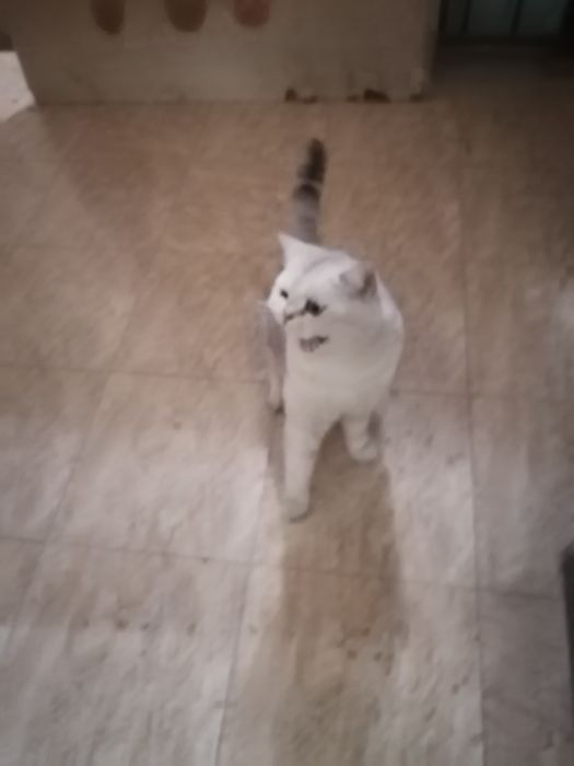 Кошка породистая шатланская