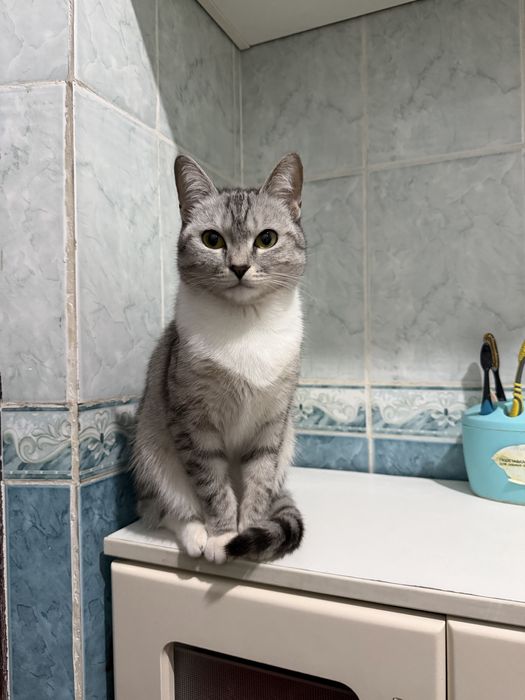 Отдам в добрые руки