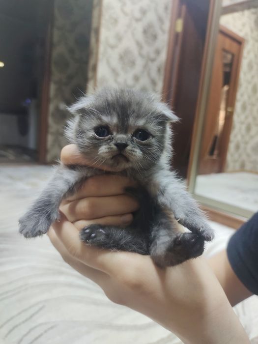 Продам вислоухих котят