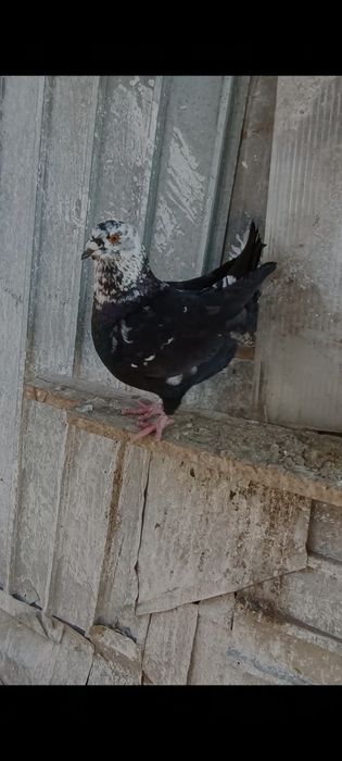 Porumbei Kingi scurți de frumusețe