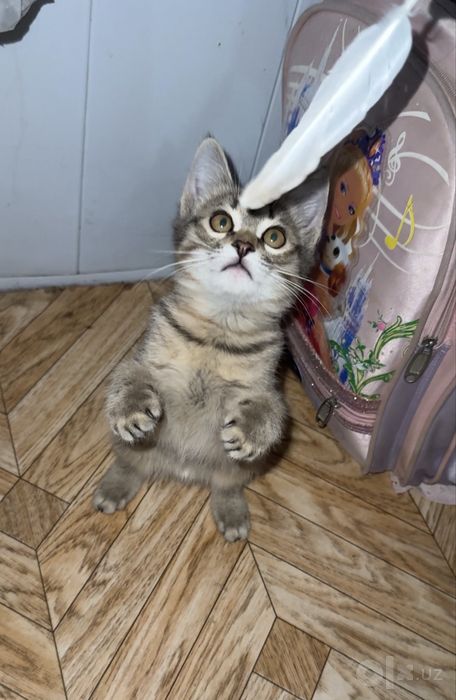 Котенок в добрые руки