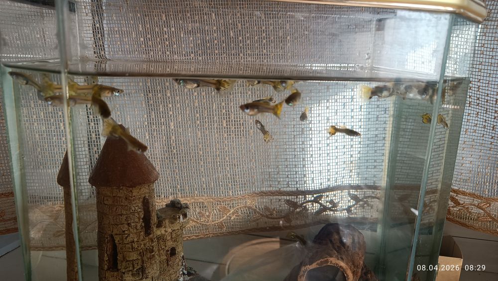 Аквариум с рыбками