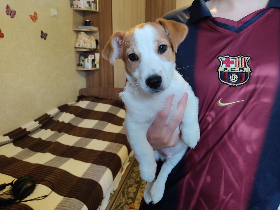 Щенки Джек Рассел терьера.