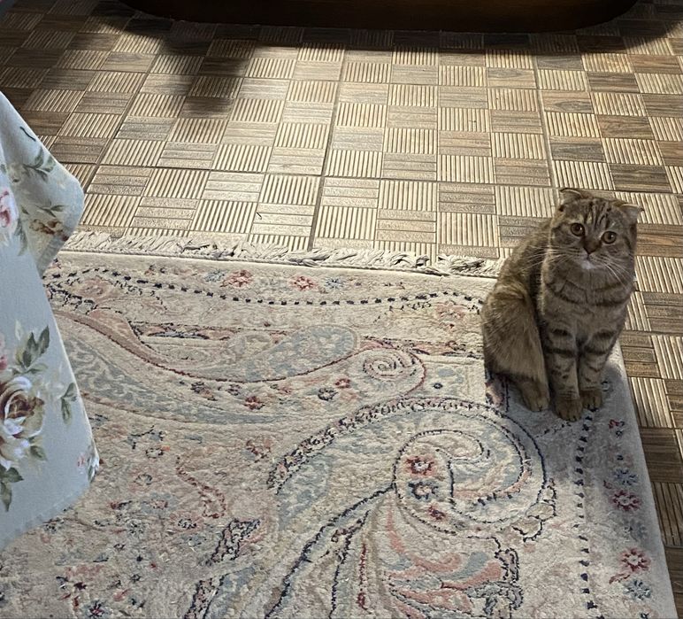 Шотландская вислоухая кошка