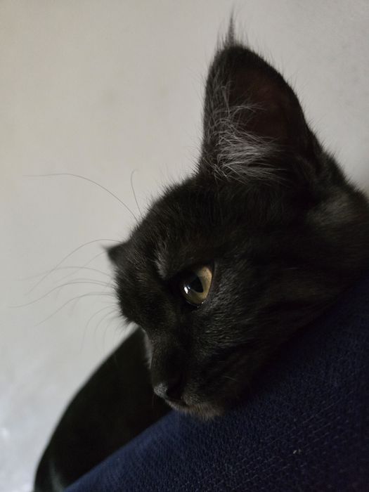 Отдам котенка в добрые руки