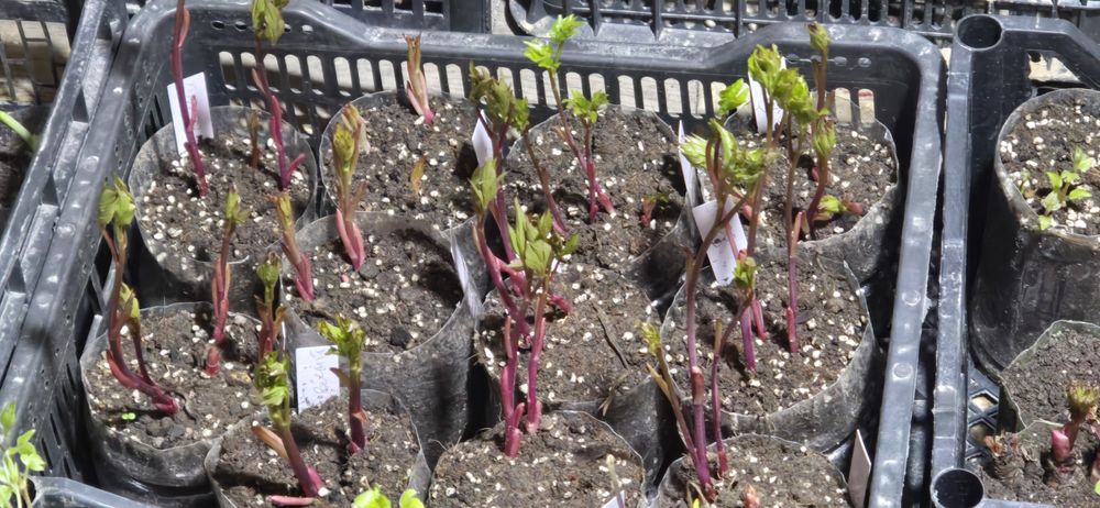 Садовые цветы рассада