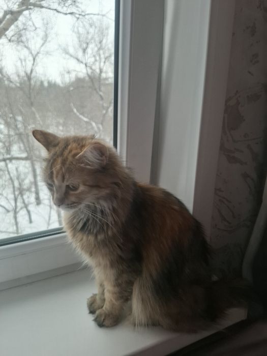 Продам кошку породы Бобтейл