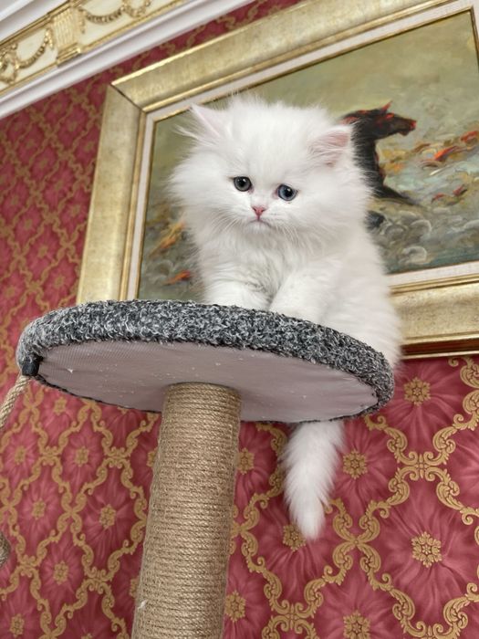Кошки милые Скоттиш страйт