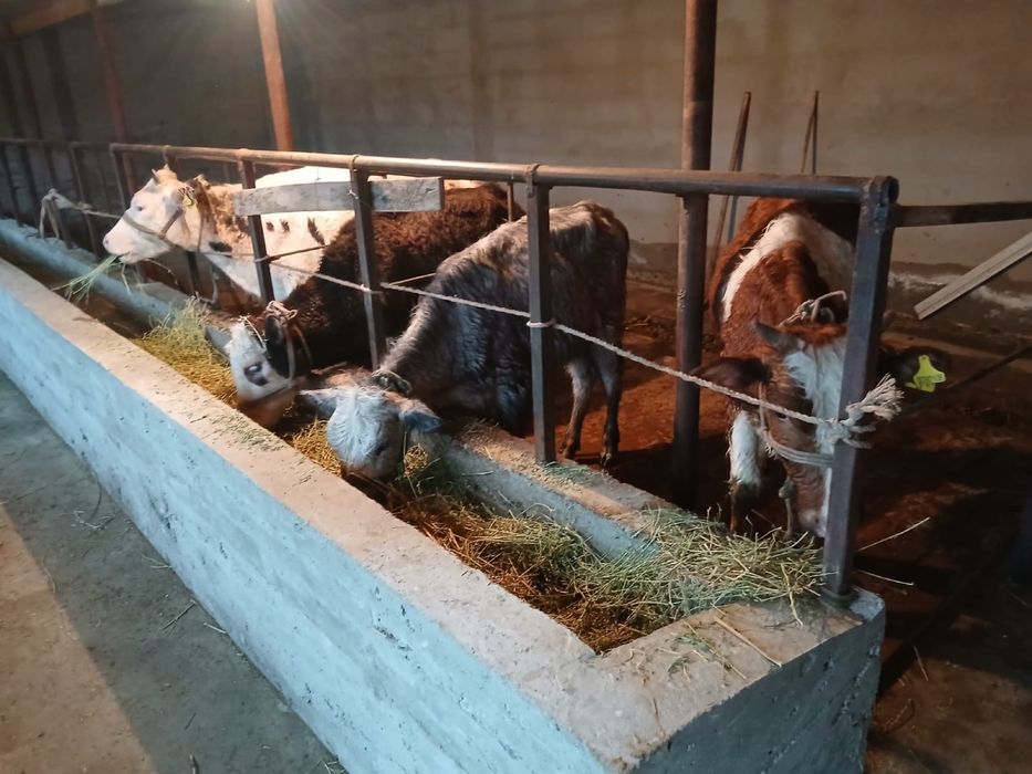 Таналар сатылады .