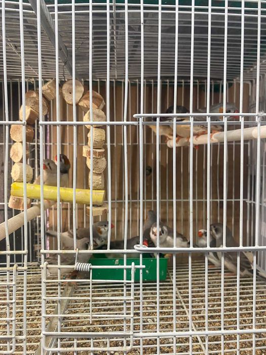 Vand perusi si zebre