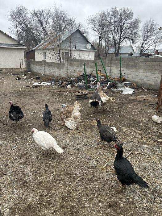 Продам индюков молодых петушков