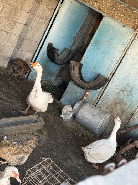 Продам два гуся