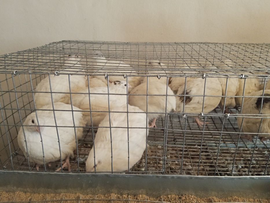Продам яйцо инкубационное  перепелиное.
