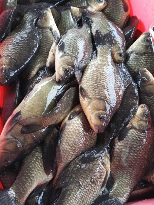 Продам Карась Оптом!!!