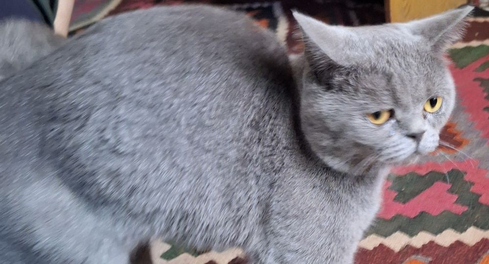 Skottish fold mushugi