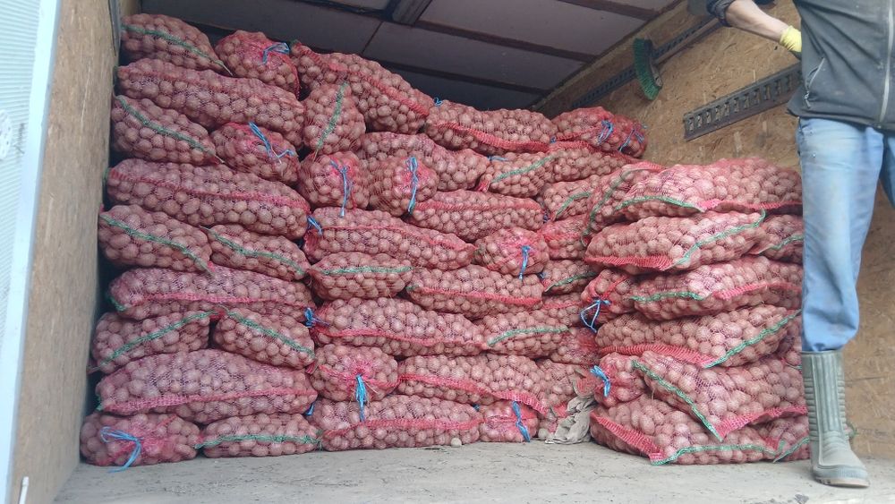 Cartofi de samanta  074[060]45[98)