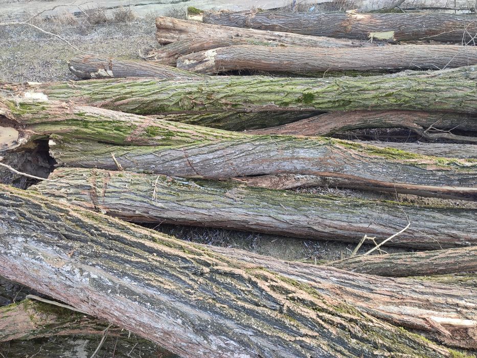 Vând lemne de salcâm