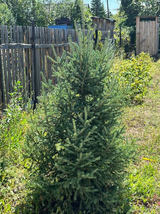 Продам дачу в садовом товариществе Надежда