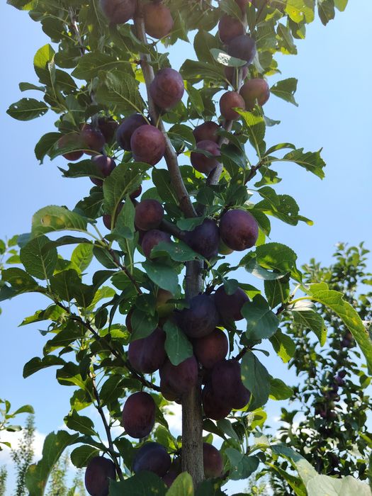 Vând prune românești pentru consum,producție 2026