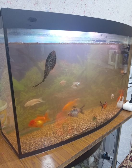 Аквариум баликлари билан