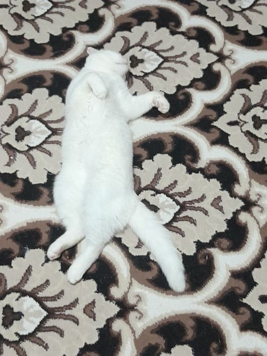 Вязка скотиш фолд