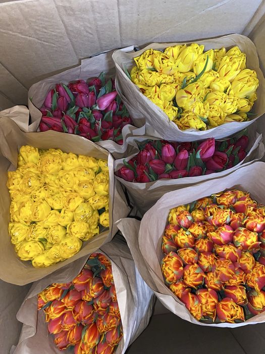 Тюльпаны 1шт 145тг