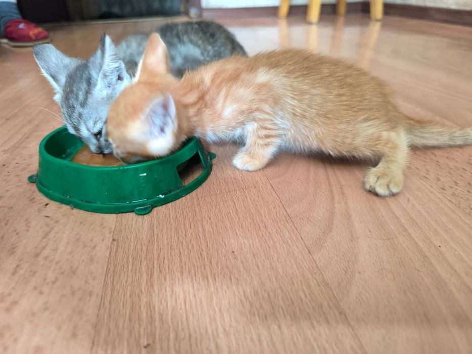 Отдам котят в добрые руки