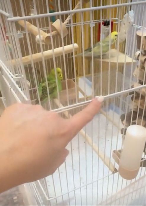 Продаются попугайчики