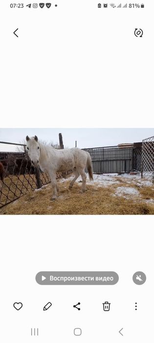 Продам лошадь                          .