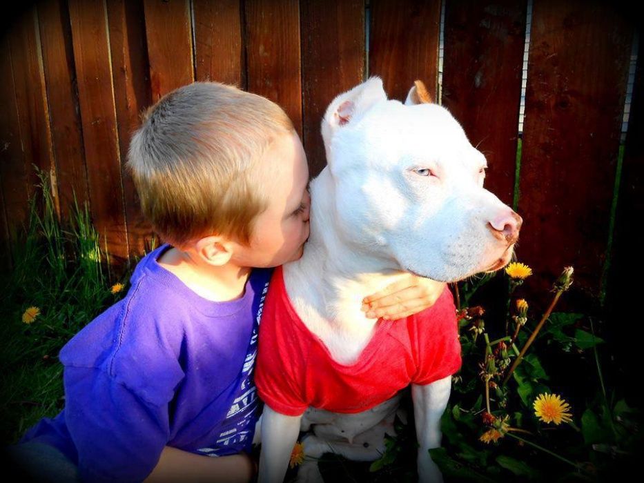 Dresaj canin / lecții de dresaj