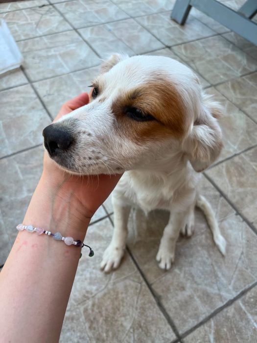 Adoptii catei Bucuresti